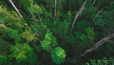 Earth Day concept with tropical forest background, natural sence with canopy tree in the wild